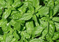 Albahaca Genovese Hoja Grande