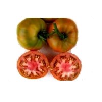 Tomate Marmande